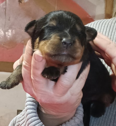 Rottweiler puppy for sale + 67036