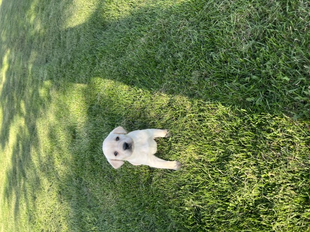 Yellow lab female registered pups