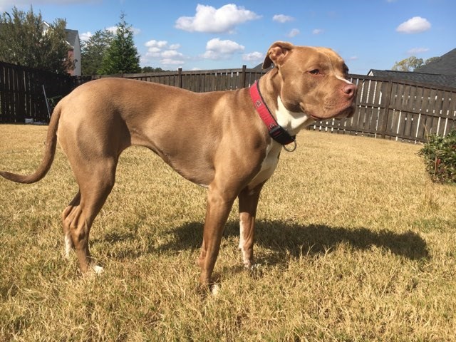 American Pit Bull Female -2 yo