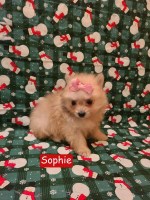 Pomeranian-Sophie- Female Pomeranian for sale/adoption