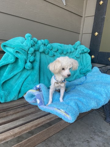 Maltipoo puppy for sale + 67066