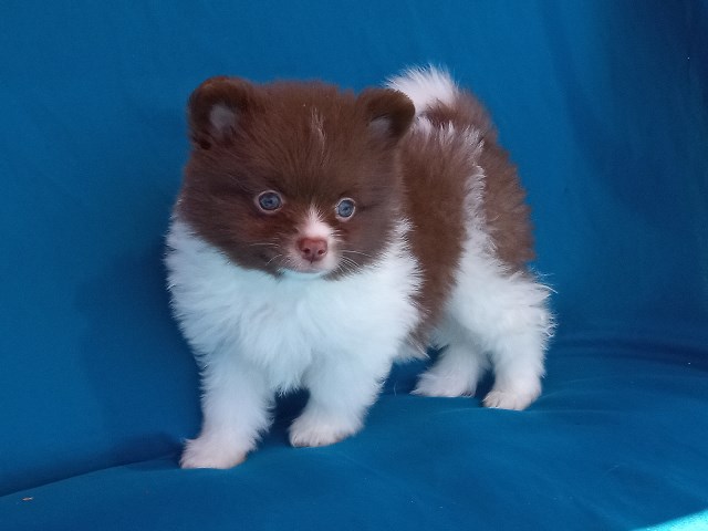 Tiny Bear Chocolate White Pomeranian Puppy Male