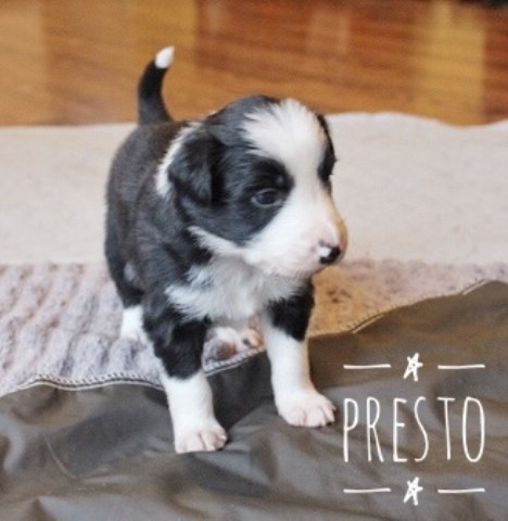 Presto.  Hybrid Small Border Collie