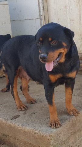 Rottweiler puppy dog for sale in Richmond, Virginia