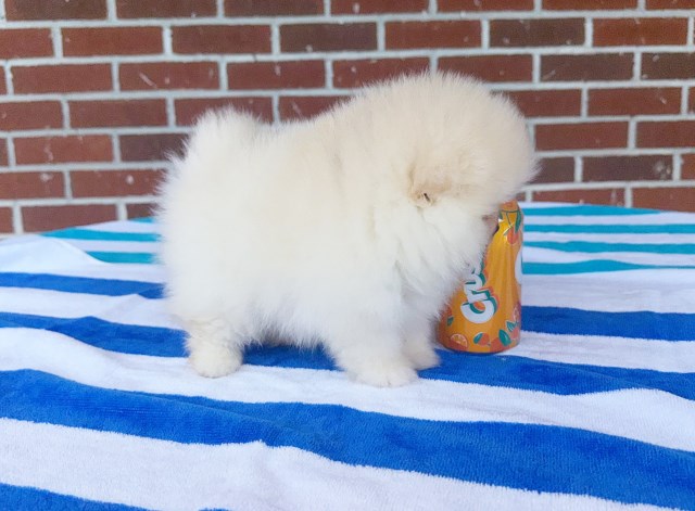 Pomeranian puppy for sale + 66629
