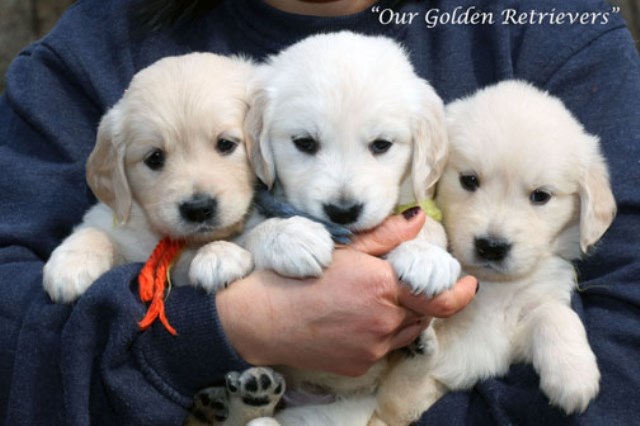 English Cream Golden Retrievers