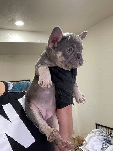 Female French Bulldog