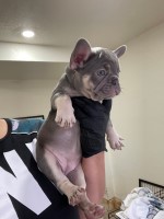 Female French Bulldog French Bulldog for sale/adoption