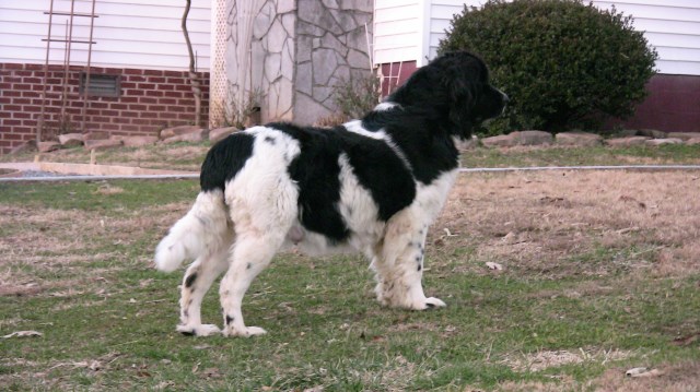 Newfoundland Dog puppy for sale + 47829