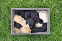 Labrador Retriever thumbnail