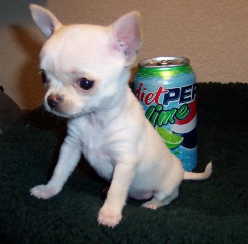 Chihuahua puppy for sale + 47333