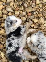 Kathy’s beautiful Aussies Australian Shepherd Dog for sale/adoption