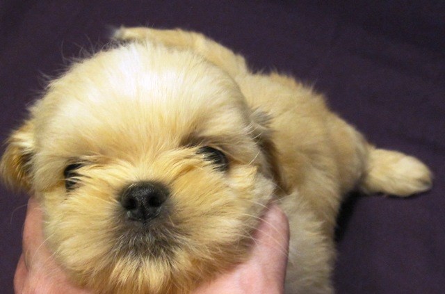 Precious Shih Tzu Puppies with Papers $625