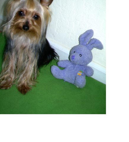 Tiny 3lb Yorkie, perfectly trained