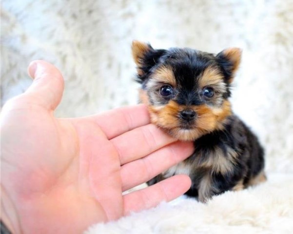 Yorkshire Terrier puppy for sale + 66653