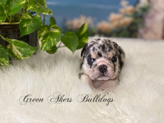 English Bulldog puppy for sale + 62920