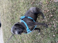 Canine Corso puppy 7 months Cane Corso for sale/adoption