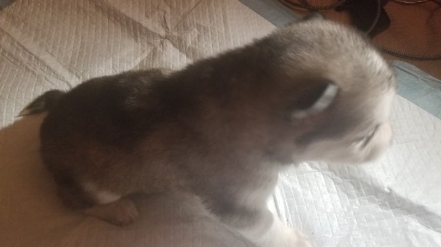 Siberian Husky puppy for sale + 60396