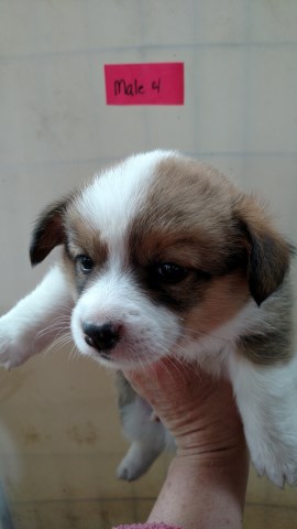 Pembroke Welsh Corgi puppy for sale + 52414