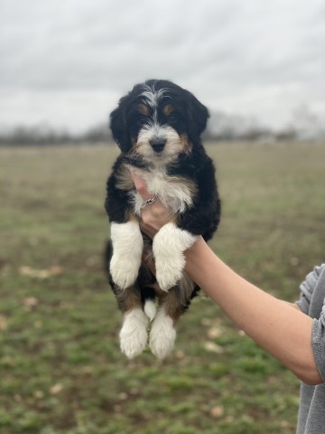 Mini Aussiedoodle Puppies for sale in Austin, Tx *Available Today!*