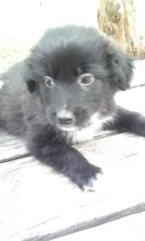 English Shepherd puppy for sale + 54328