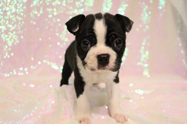 Boston Terrier puppy for sale + 65673