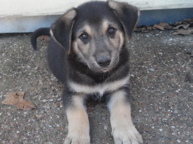 adorable German Shepherd lab mix puppies