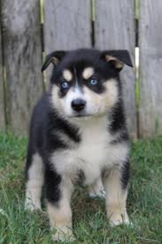Female Aussie Husky Puppy for Rehome