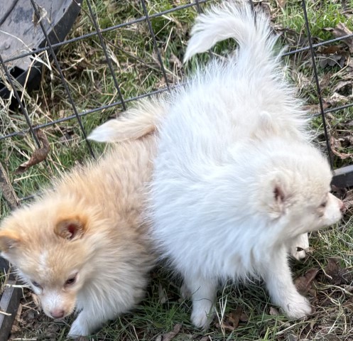 Female Pomsky puppies