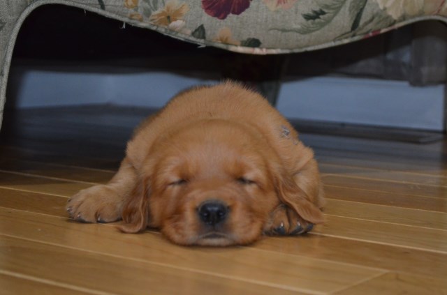 Golden Retriever puppy for sale + 53713