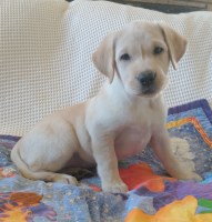 AKC English Lab puppy Labrador Retriever for sale/adoption