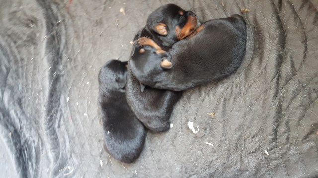 Rottweiler puppy for sale + 49765