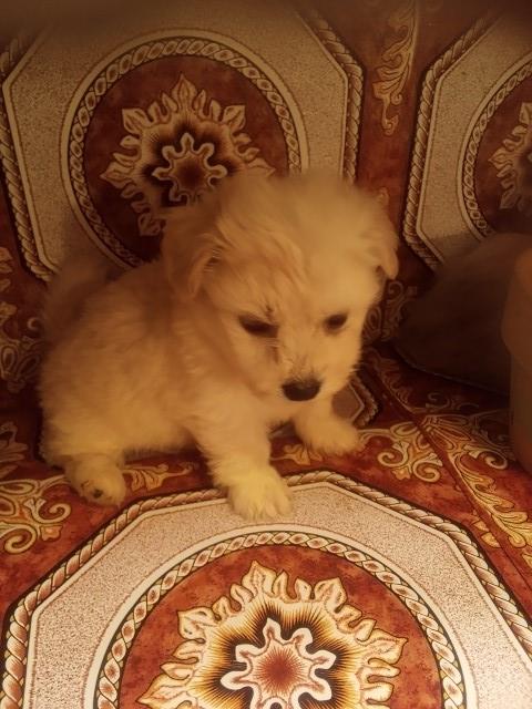 Dachshund puppy for sale + 62981