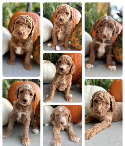 Goldendoodles For Sale