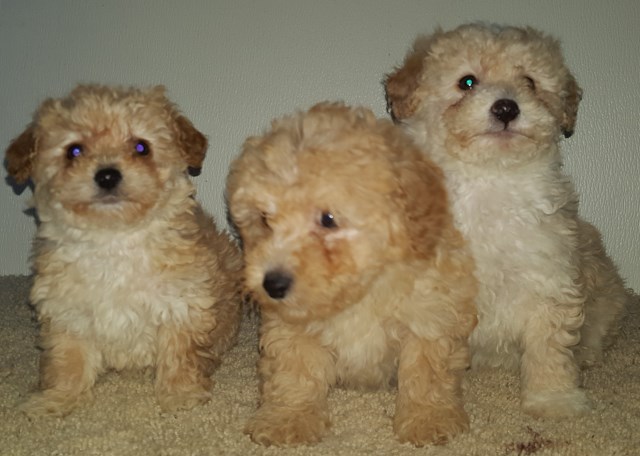 Adorable Poodle Puppies