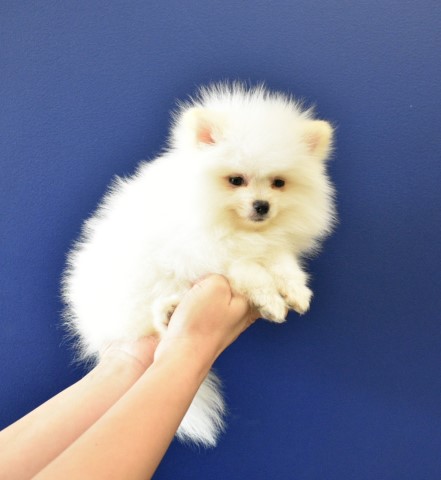 Pomeranian puppy for sale + 62552