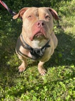 Looking for A Lovable & Loyal Dog for Your Family? American Pit Bull Terrier for sale/adoption