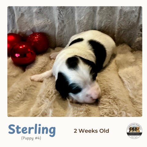 English Springer Spaniel puppy for sale + 66953