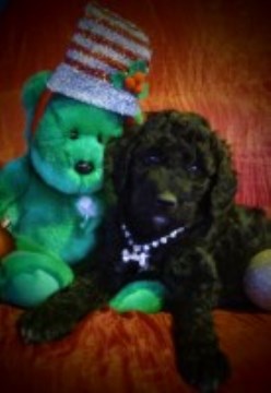 Poodle Standard puppy for sale + 47451