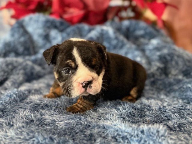 English Bulldog, F, Green Collar, HEALTH TESTED CLEAR