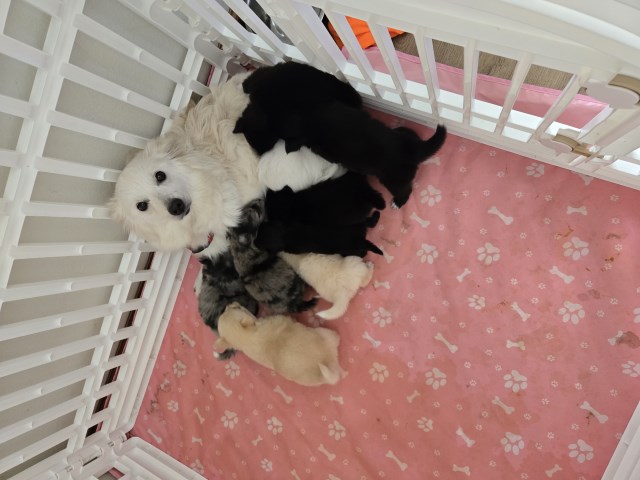Chimo Puppies for Sale