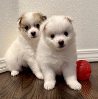 Puppies for sale Pomeranian for sale/adoption