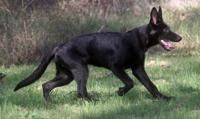 German Shepherd Dog puppy for sale + 47465