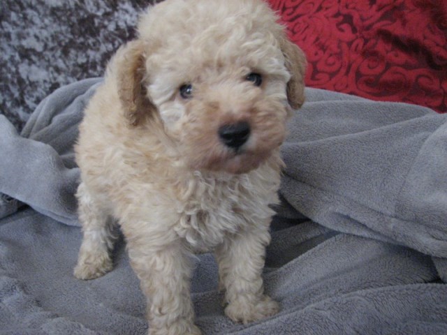 free puppies sc poodle puppy for sale in islandtion south carolina free puppies sc poodle puppy for sale in islandtion south carolina