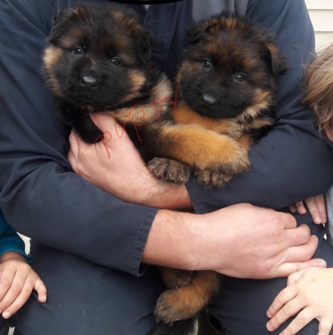 German shepherd