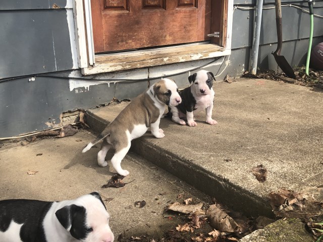 American Bulldog puppy dog for sale in Sandy, Oregon
