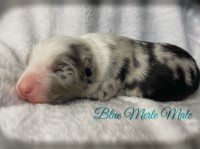 Standard size Aussies Australian Shepherd Dog for sale/adoption