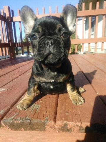 French Bulldog puppy for sale + 54240