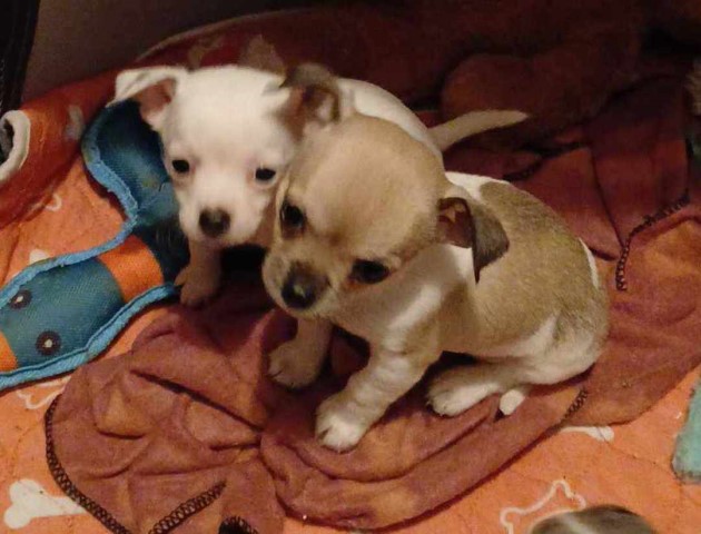 Chihuahua puppy for sale + 66226
