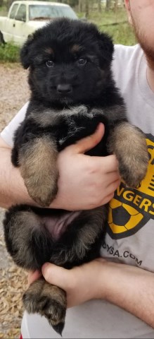 German Shepherd Puppies For Sale